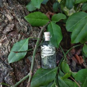 Usnea Rubicunda Spell/Potion Ingredient Bottle